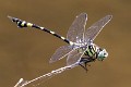 Ictinogomphus australis male-1578